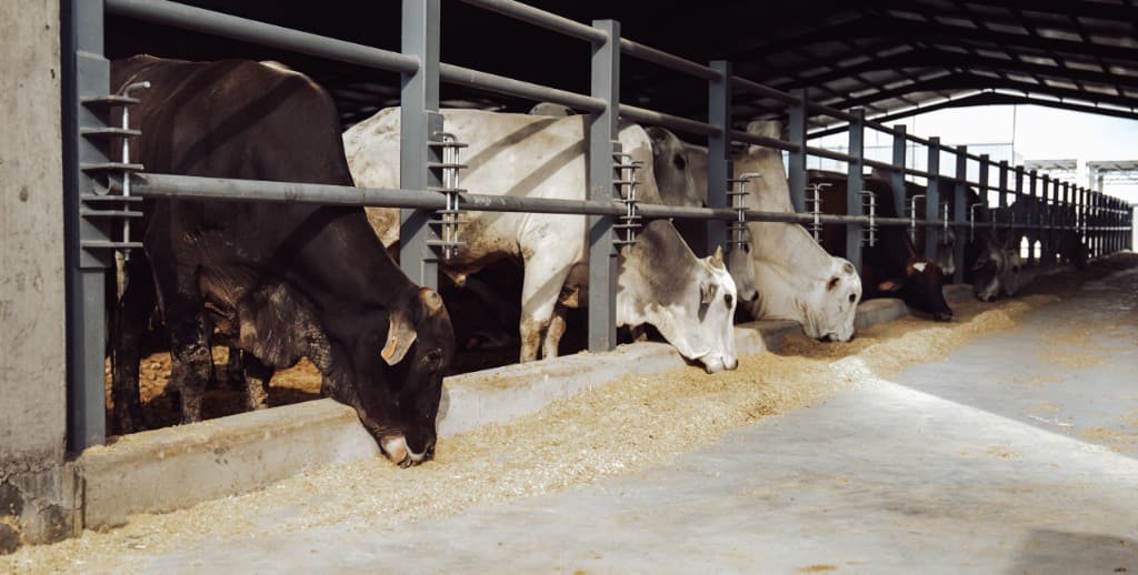 Livestock Intake & Inspection