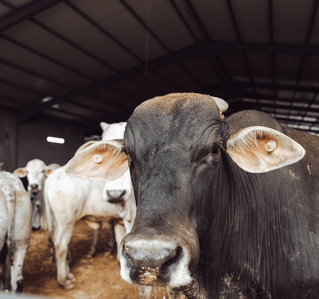 Processing & Production