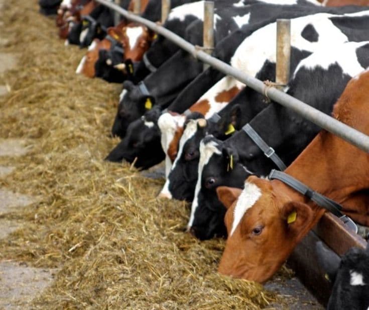 Cows eating hay in managed livestock feeding area